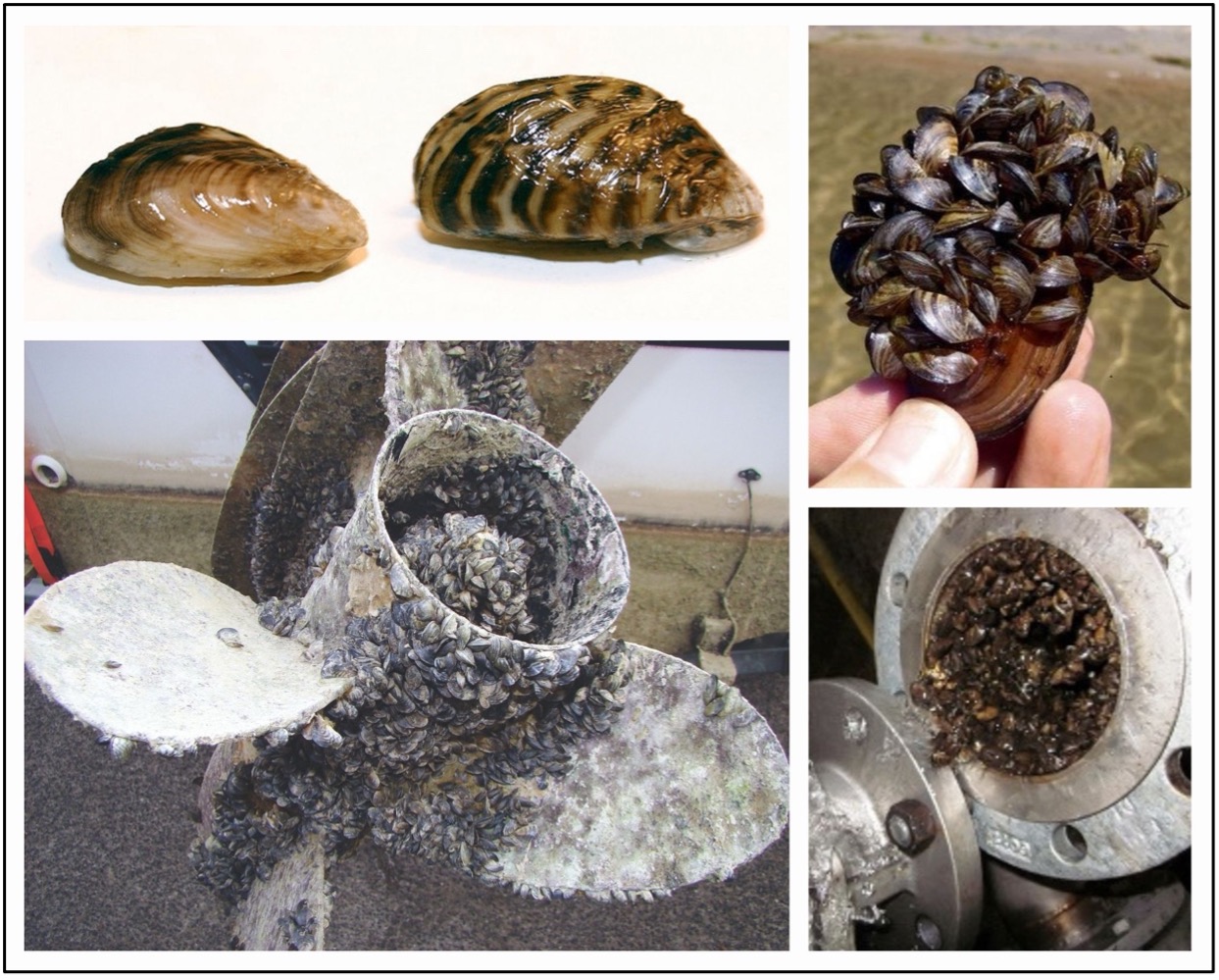 Zebra Mussels On Boats